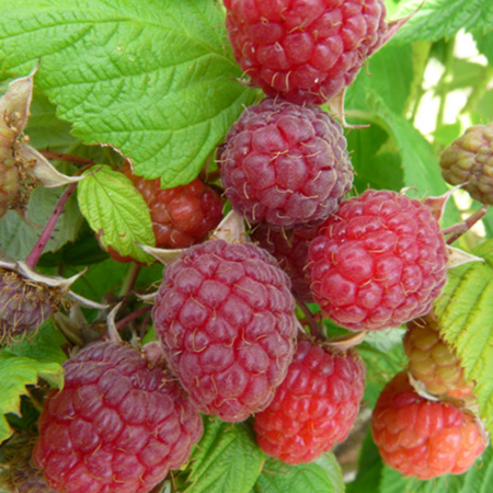 LES PETITS FRUITS : pépiniériste horticulteur à Lutz-en-Dunois près de Chartres | Eure-et-Loir (28)