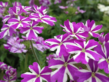 Fleurs annuelles et bi-annuelles