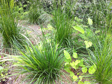 Fleurs annuelles