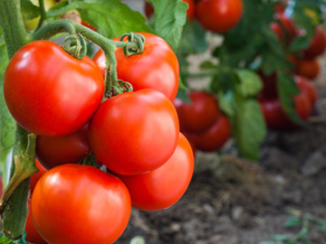 Potager et Aromatiques