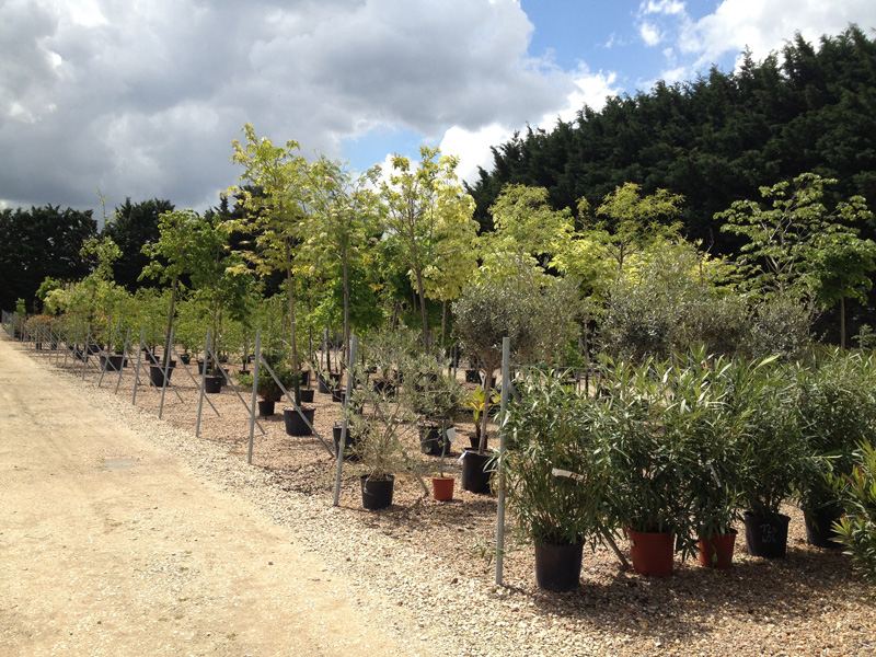 Les arbres et conifères