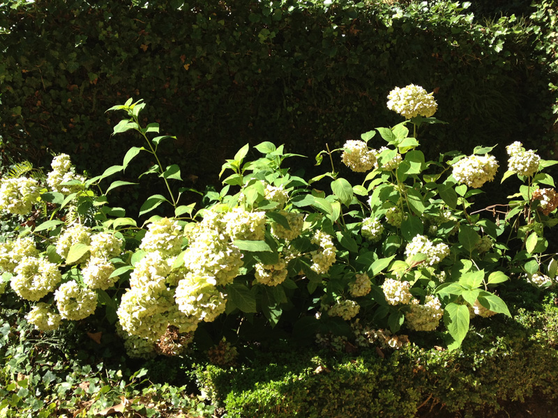 Les plantes de terre de bruyère