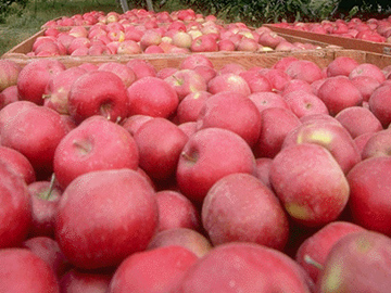 Les arbres fruitiers